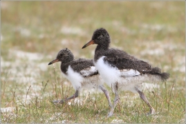 <p>ÚSTŘIČNÍK VELKÝ (Haematopus ostralegus) ---- /Eurasian oystercatcher - Austernfischer/</p>
